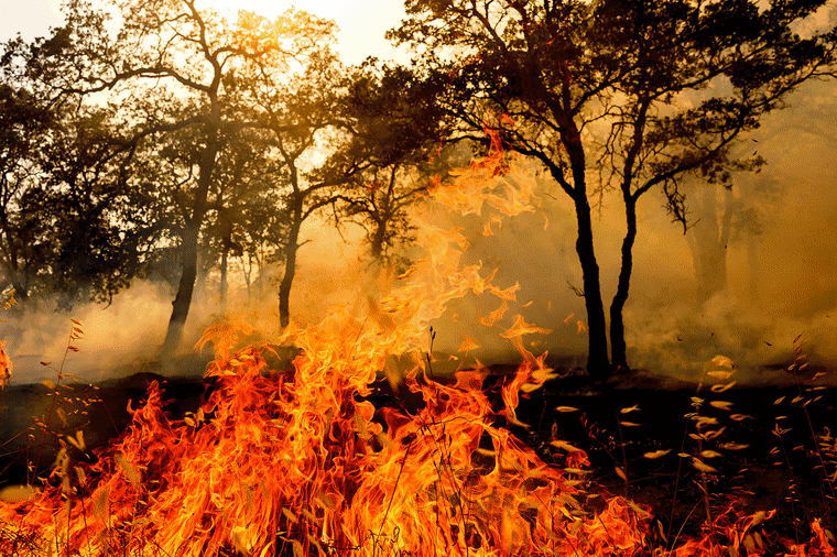 Image: A gif carousel of images showing wildfires, firefighters and fire damage