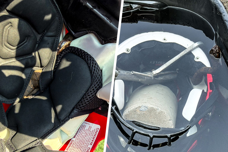 A cottonmouth snake found in the helmet of a Maumelle high school football player.