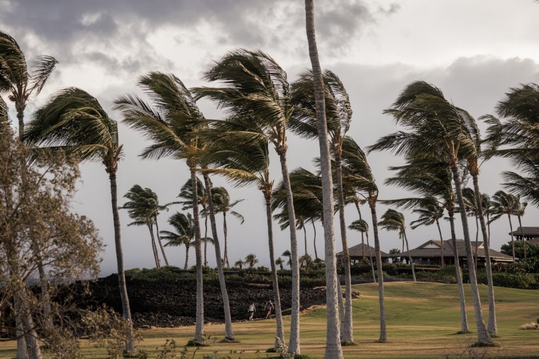 Palm trees in Hawaii.