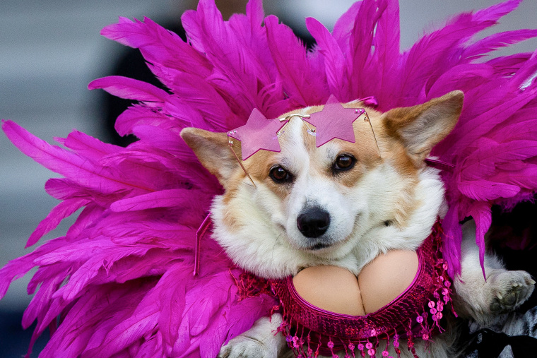 A corgi is dressed in large pink feathers around it's neck, pink star shaped sunglasses, and fake boobs tucked into a pink top with sequins