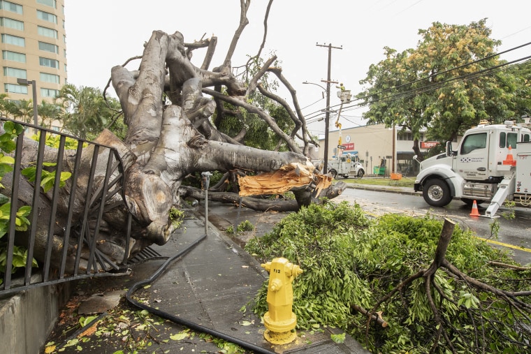 A downed tree in a street during a rain storm.