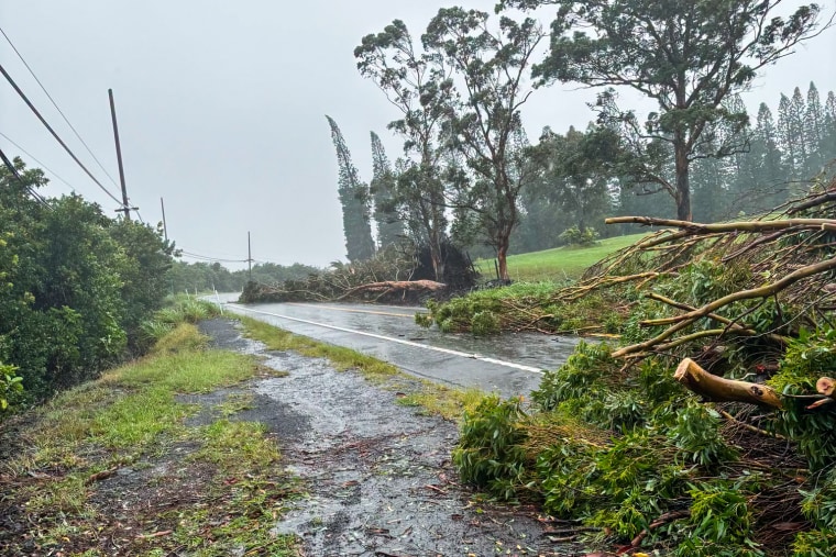 Trees are strewn across a street