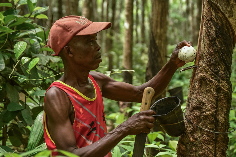Un agricultor recolecta látex de un árbol en su finca de caucho en Liberia, el 14 de marzo de 2026. El caucho es uno de los principales cultivos comerciales de Liberia.