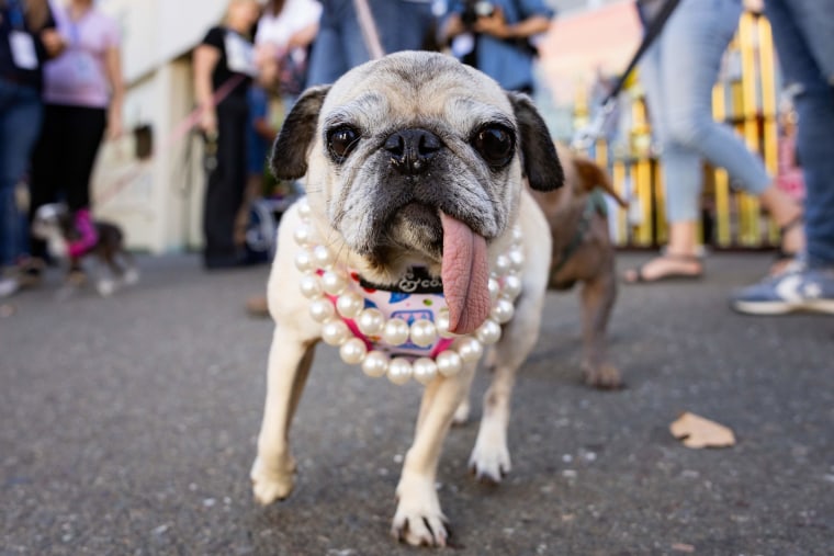 Jinny Lu, A Rescue Pug, Wins the 'World's Ugliest Dog' Contest