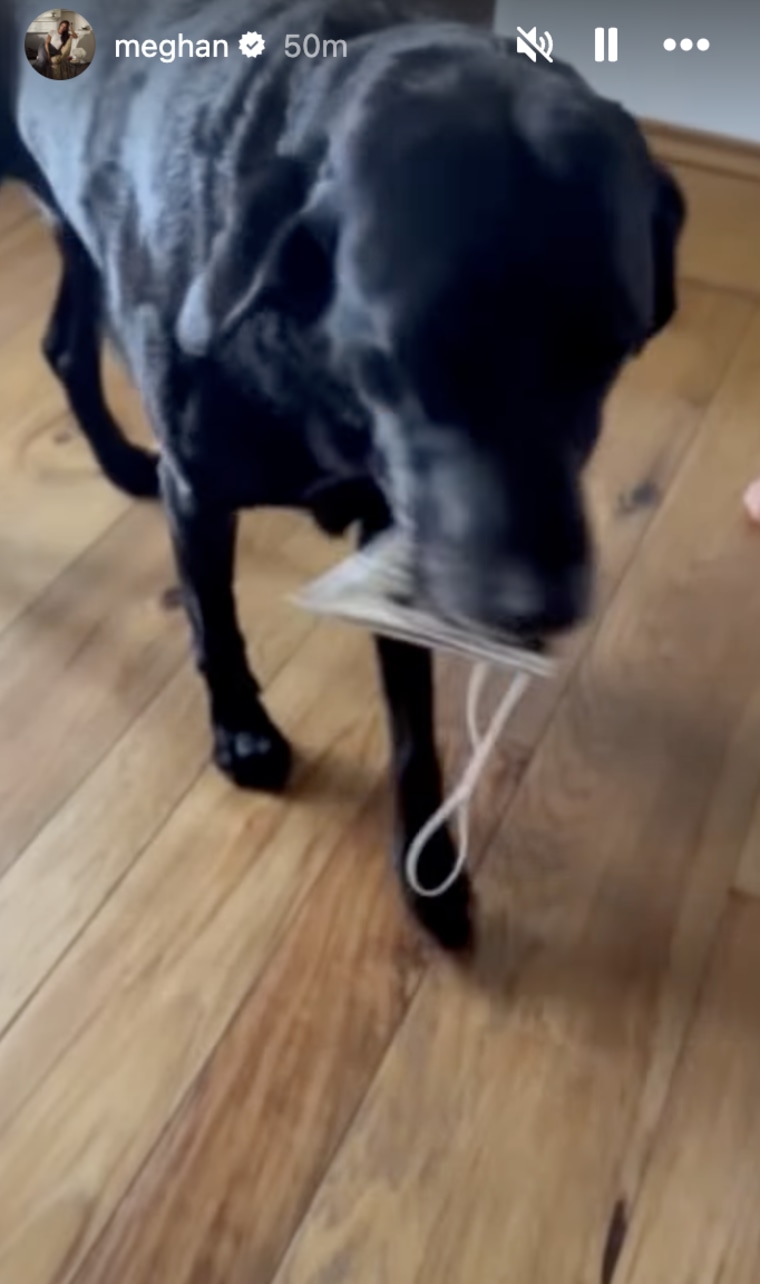 Pula, clearly not a fan of her party hat