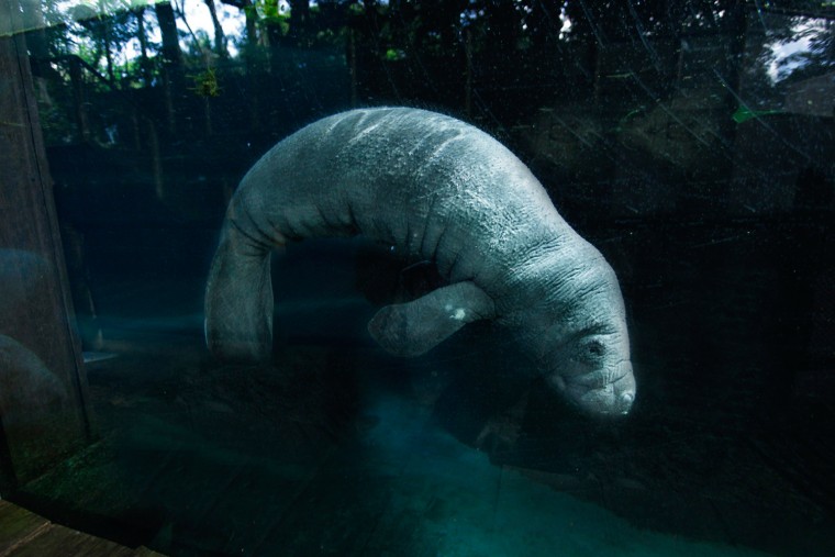 Although manatee babies seldom stray from their mothers for the first one to two years of their lives, Valentine is comfortable exploring the safe haven of his habitat by himself.