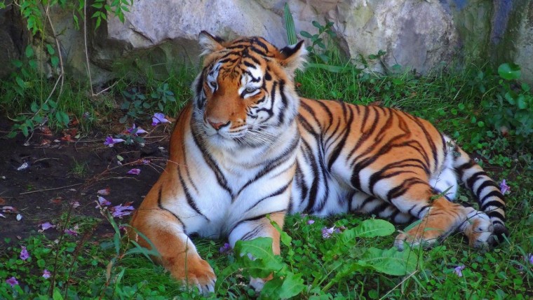 Tiger at Temaiken Biopark, Argentina