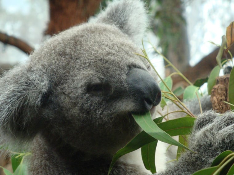 Koala bear, Sydney, Australia
