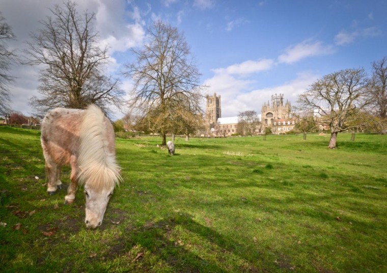 On a recent trip to see the magnificent Ely Cathedral in  England, my family enjoyed watching the Shetland ponies graze near Cherry Hill Park, which sits directly behind the cathedral.
