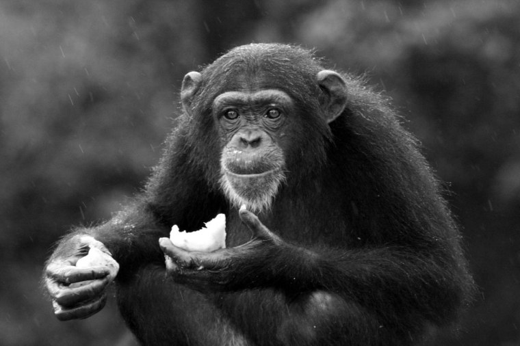 Chimp having a snack. Tacugama Reserve, Sierra Leone, West Africa