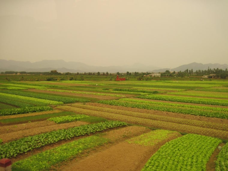 Newly planted rice fields outside of Hanoi, Vietnam.