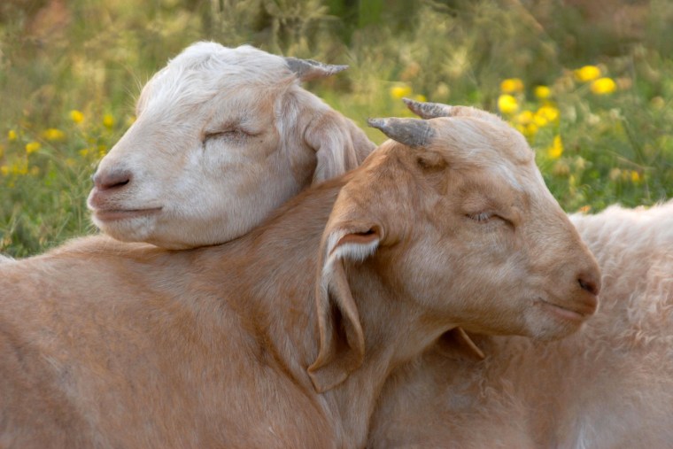 Alicia and Ari were rescued from starvation at a slaughterhouse. Today these young goats enjoy the spring weather at Farm Sanctuary's Northern California shelter.