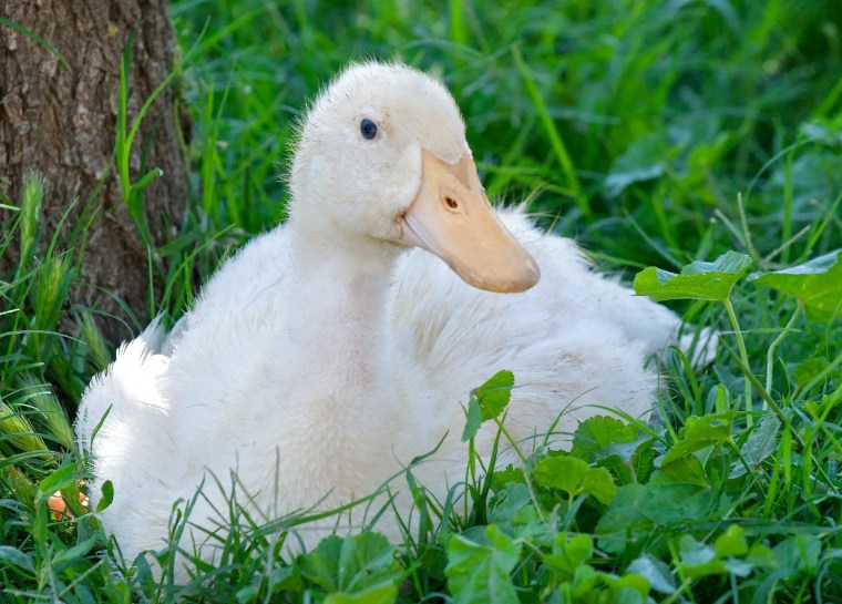 This lucky duck found refuge at Farm Sanctuary's Northern California shelter after an undercover investigation revealed appalling cruelty at the Cal-Cruz hatchery. Now Gordy and her rescued friends enjoy basking in the sunshine before finding a shady spot to nap!