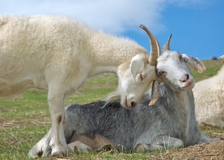 Debra and Swoozie love to bask in the afternoon sun! After being rescued from a desolate slaughterhouse, these best buds currently hang out at Farm Sanctuary's Northern California shelter.