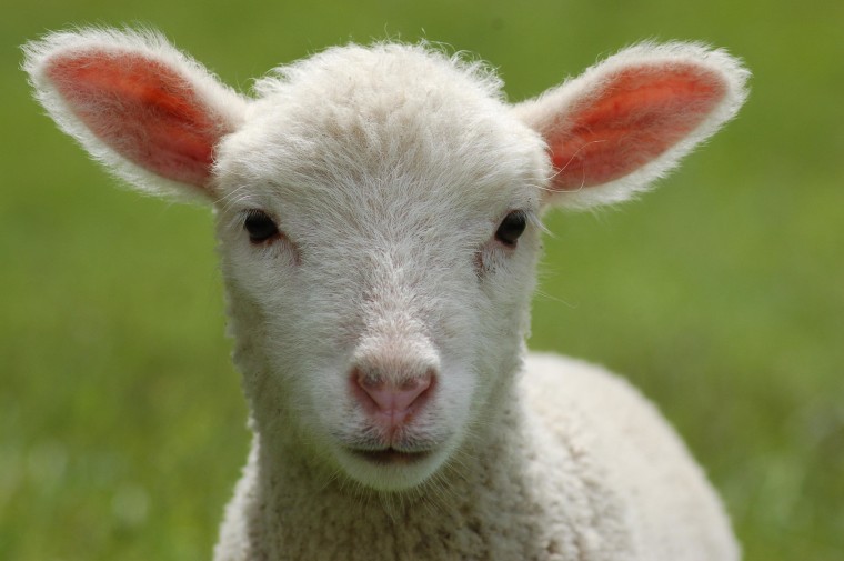 Dinah was born at Farm Sanctuary New York after her mother was rescued from neglect. With the arrival of spring, this little lamb is eager to go out and graze!
