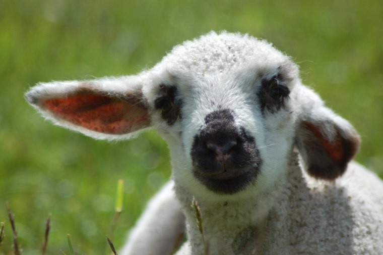 Though her mom was neglected at a New York farm, this sheep was born at the Farm Sanctuary and now spends her time relaxing in the spring grass.