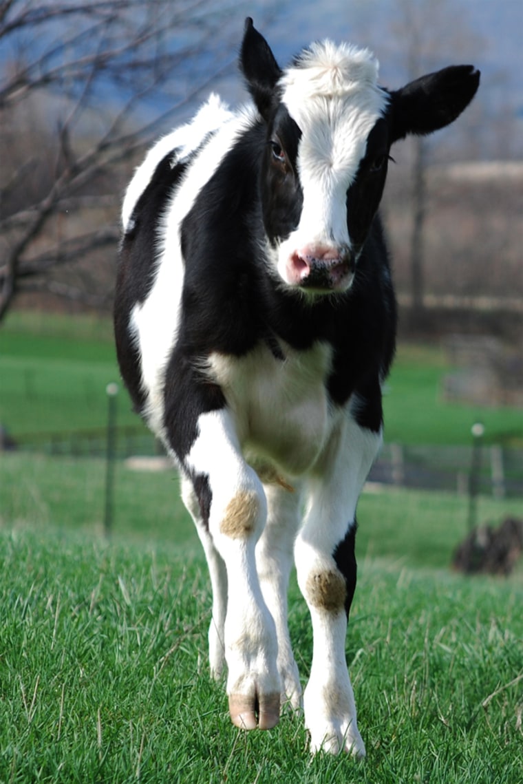 This young steer loves kicking up his heels in the pastures of Farm Sanctuary's New York shelter.