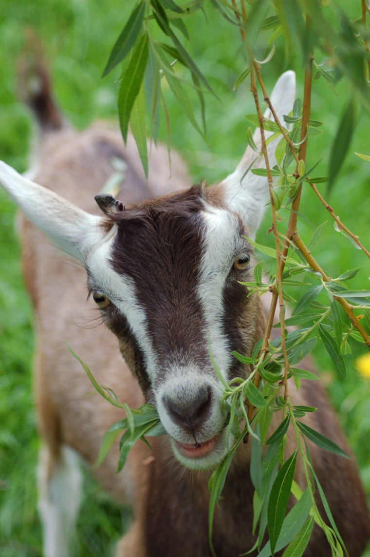 Clarabell was sick and unhappy at a petting zoo when a 12-year-old discovered her and began a petition for her release! Now this gentle goat is at Farm Sanctuary New York excited for a nibble at her favorite tree.