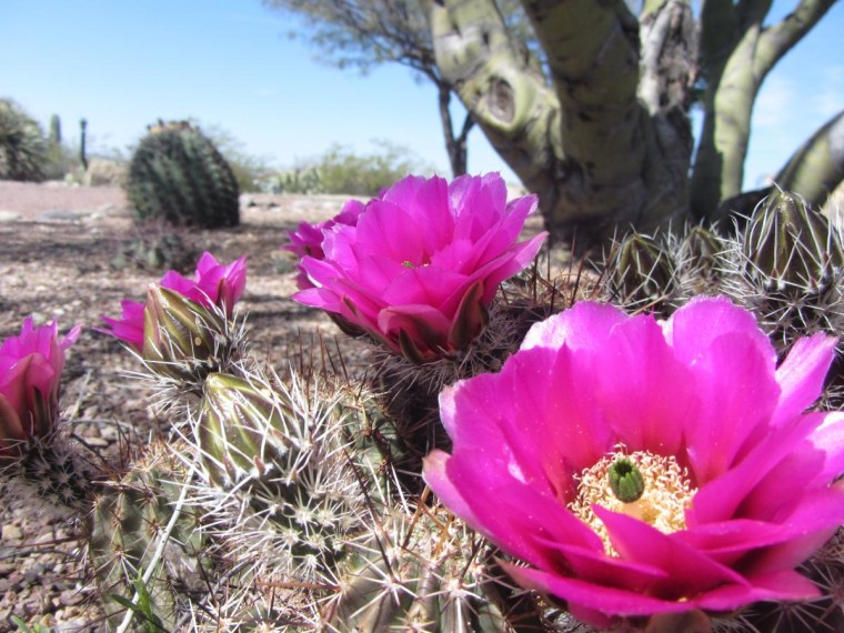 Travel photo of the day Desert flower blooms