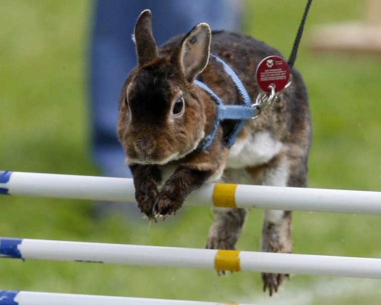 Furballs take flight â at the hop!