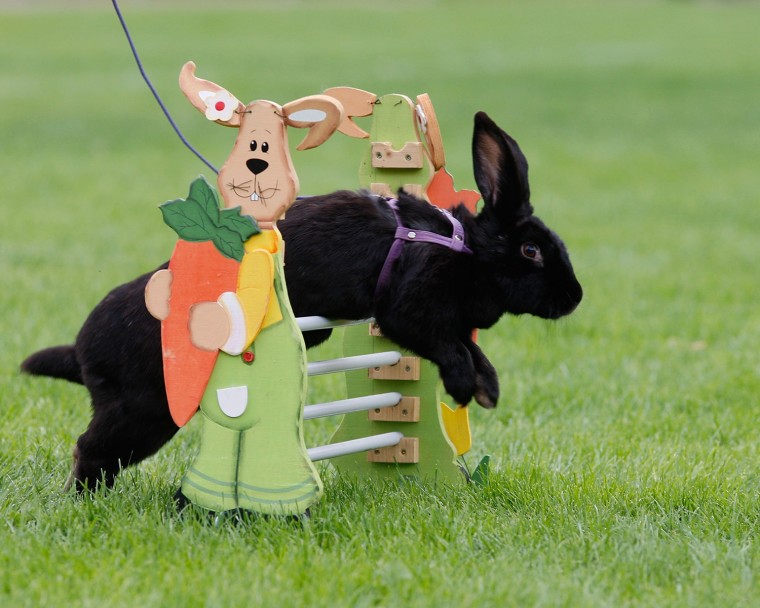 Furballs take flight â at the hop!