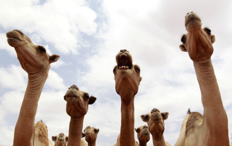 Camels wait for their turn to drink water from a tank near Harfo, northwest of Somalia's capital Mogadishu, July 20, 2011. The United Nations on Wednesday declared famine in two regions of southern Somalia, and warned that this could spread further within two months in the war-ravaged Horn of Africa country unless donors step in.