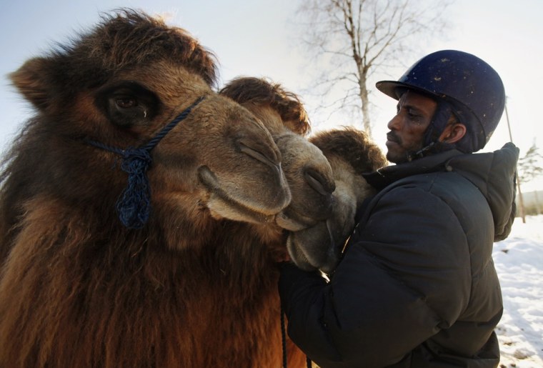 Far from home, a Somali camel herder finds a new calling