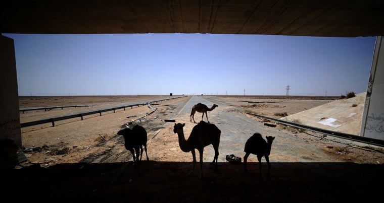 Camels stand on the motorway between Misrata and Sirte, on August 30. Libyan rebles were advancing towards Syrte, fallen leader Moamar Gadhafi's hometown and the last bastion of loyalists.
