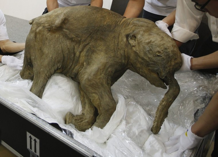 Lyuba, whose carcass is 42,000 years old, was found by a reindeer herder in the Yamal Peninsula in Russia in 2007.