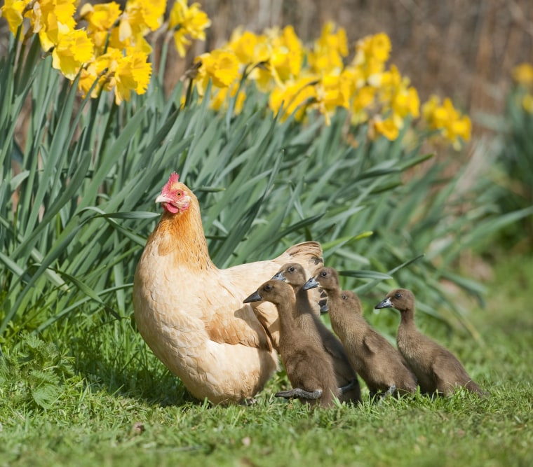 Philip Palmer, owner of the farm where Hilda and her ducklings reside, was none the wiser that his hen had sat on the wrong nest of eggs!