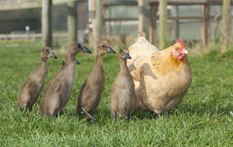 Hilda immediately adopted the Indian runner ducklings when they emerged from their eggs.
