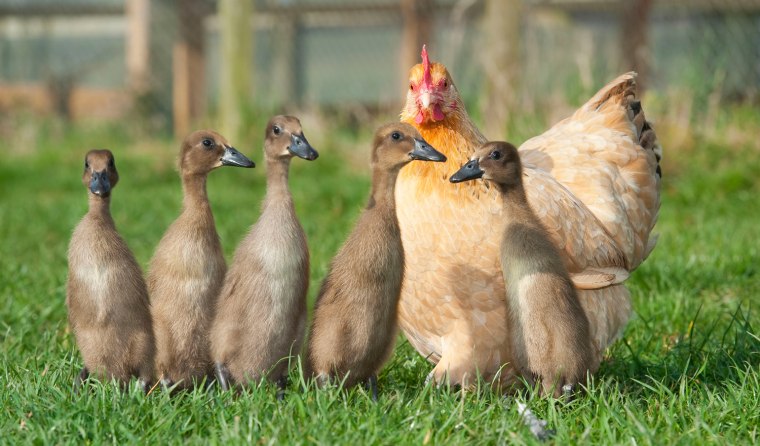 \"The ducklings don't leave her side and if they get scared they run for cover under their 'mum',\" Palmer told The Daily Mail.