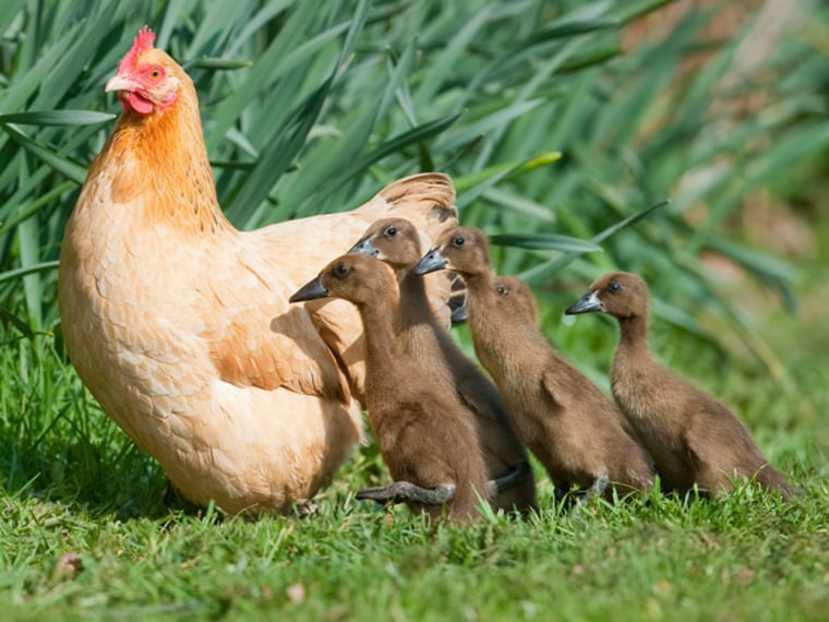 They may not look the same, or sound the same, but this mama hen and her ducklings are one happy family!
