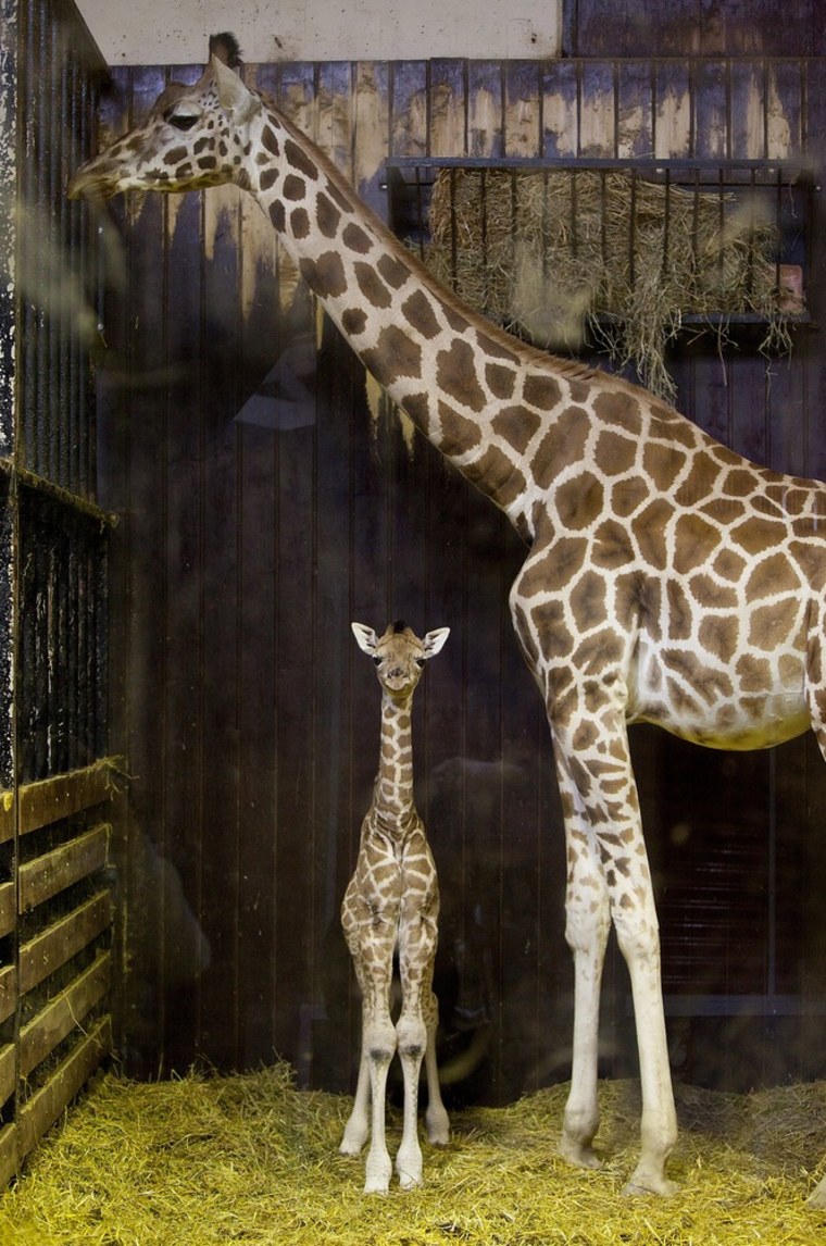 A three-day-old newborn giraffe stands next to its mother, named Tatu, on April 11 at the Madrid Zoo Aquarium in Madrid, Spain. The giraffes are Rothschild giraffes, which are listed as an endangered species in the wild.