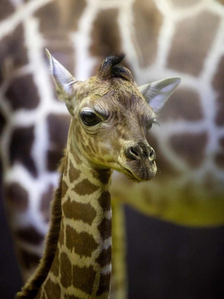 A three-day-old Rothschild giraffe on April 11 at the Madrid Zoo Aquarium.