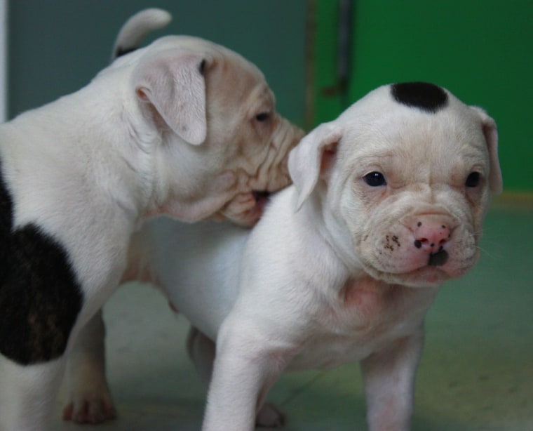 The puppies, three male and three female, are estimated to be four weeks old, too young to be separated from their mother, so they will spend at least another four weeks in foster care before they are eligible for adoption.