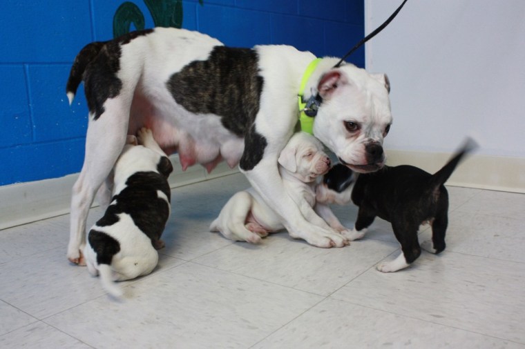 English Bulldog puppies play around their mother at the Toledo Area Humane Society in Maumee, Ohio on April 11, 2012.