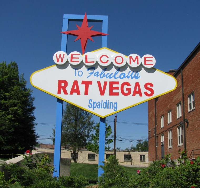 Spalding University in Louisville, Ky., hosts the Running of the Rodents each year.