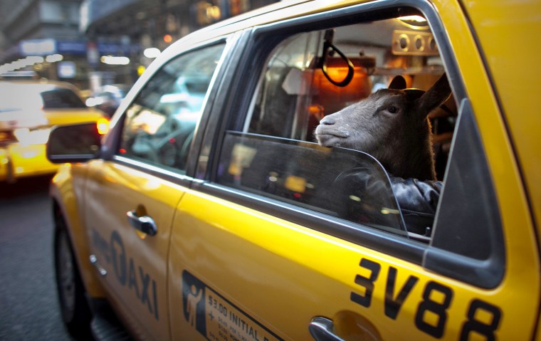 Cocoa, a 3-year-old Alpine Pygmy mixed goat, takes a taxi ride in New York on April 7.
