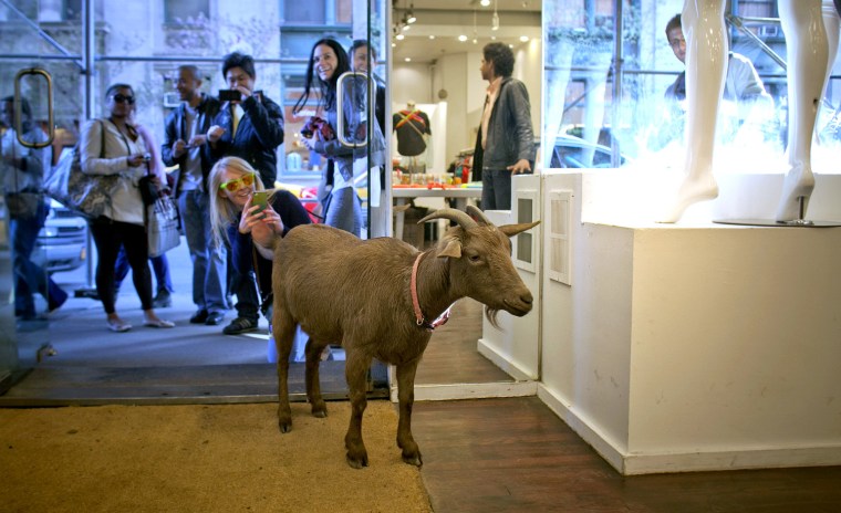 Cyrus Fakroddin visits a store in SoHo with Cocoa, his pet goat, in New York on April 7.