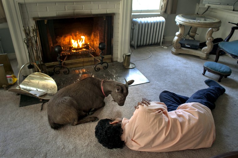 Cyrus Fakroddin and his pet goat Cocoa relax at their home in Summit, N. J. on April 7.