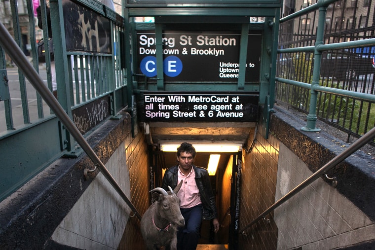 Cyrus Fakroddin and his pet goat Cocoa exit the subway in New York.
