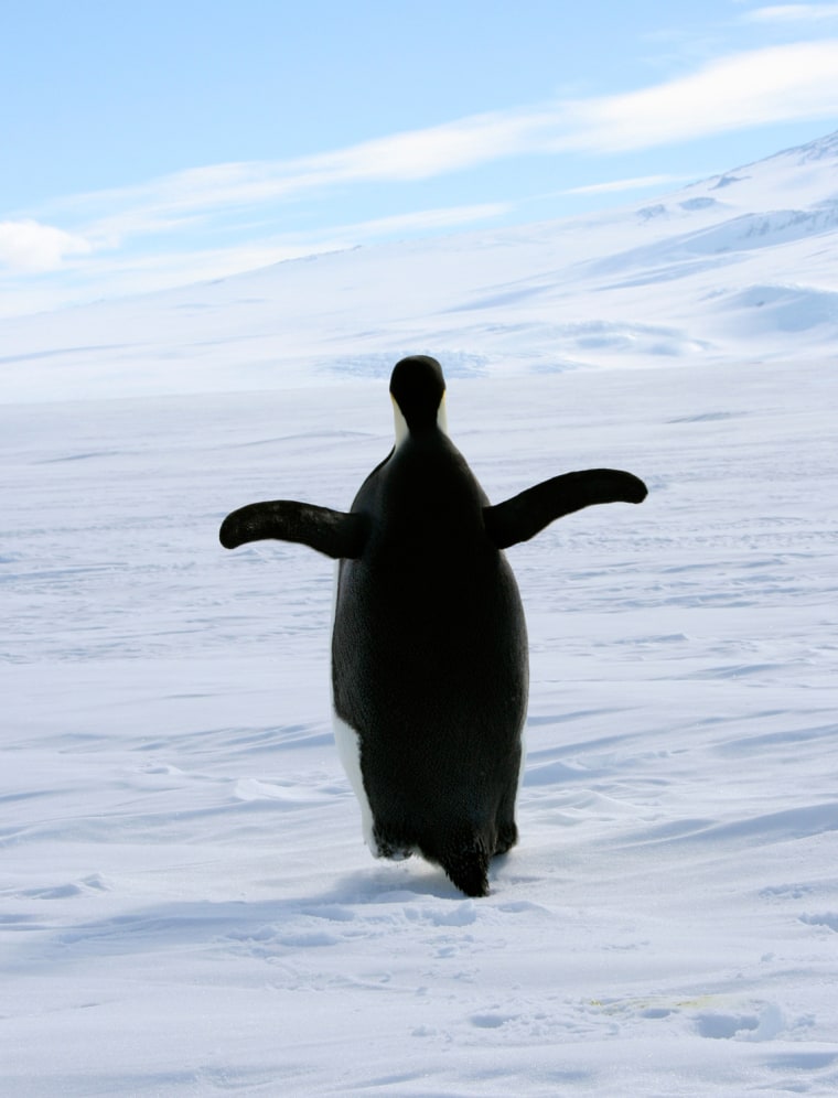 Counting emperor penguins in their icy Antarctic habitat was not easy until researchers used new technology to map the birds from space.