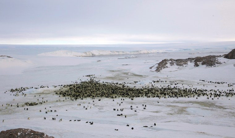 Emperor penguins are seen in Dumont d'Urville, Antarctica, on April 10, 2012.
