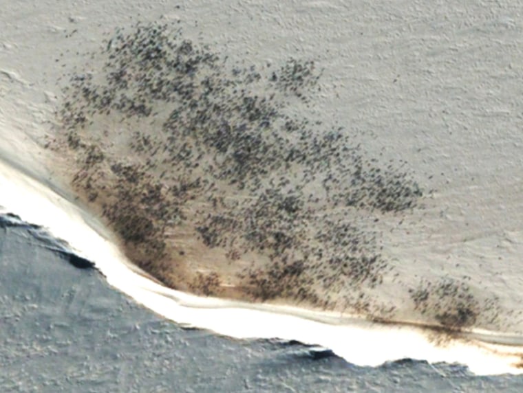 An emperor penguin colony near Halley Bay in Antarctica in an undated satellite image.