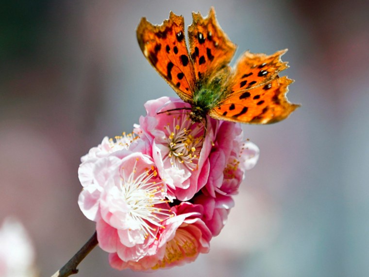 An early spring coaxes the birds, bees, flowers and humans to come out from winter hibernation to enjoy the sunshine.