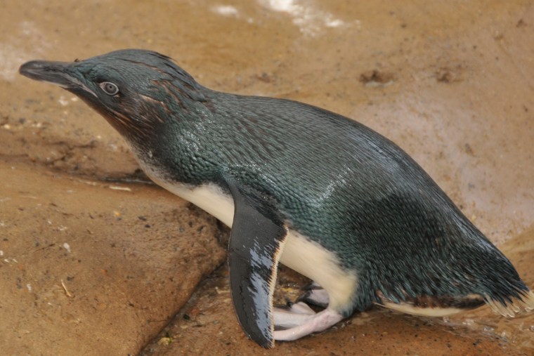 A handout photo taken and received on April 16, 2012, shows Dirk, a fairy penguin at Sea World on Queensland's Gold Coast in Australia.