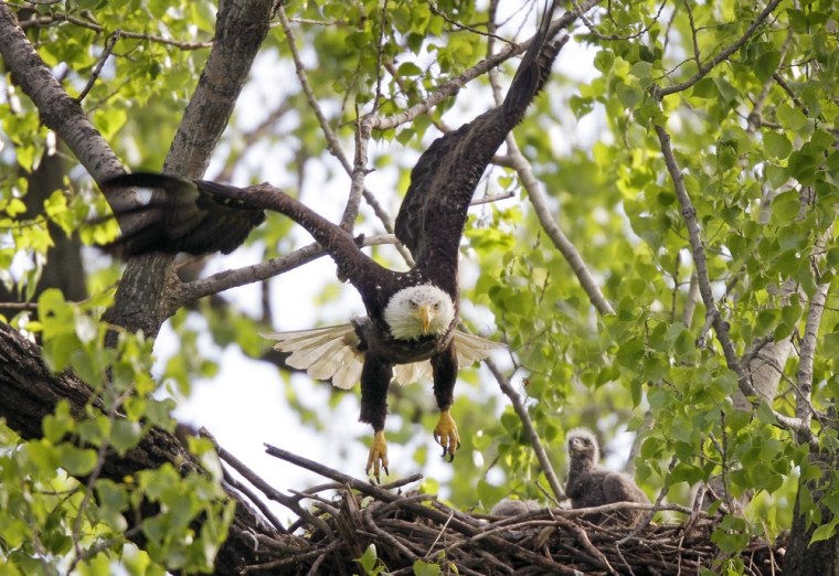 A bald eagle flies from its nest at Gray's Lake Park in Des Moines, Iowa on April 17.