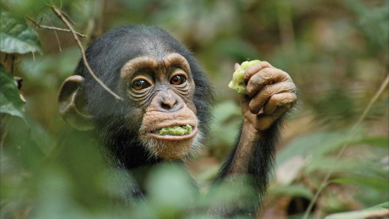 3-year-old Oscar is the star of the new Disneynature documentary,