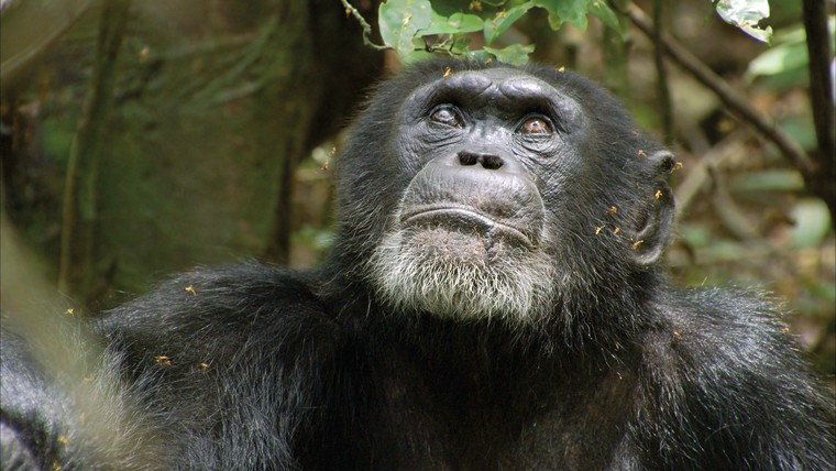 Freddy adopts Oscar after the young chimp is orphaned.